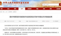 猪瘟最新爆料新闻报道,揭秘病毒传播途径与防控措施
